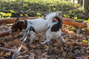 009-2020-11-09 Vriend! Meer en Bos