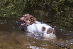 Vriend! in Meer en bos 2