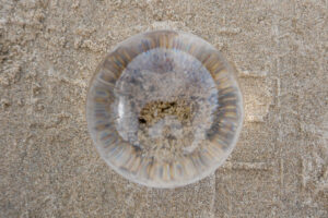 010-2020-09-27 Strand