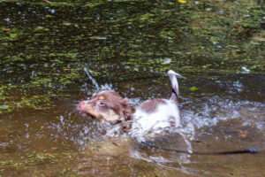 Vriend! in Meer en bos 2