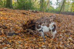 012-2020-11-09 Vriend! Meer en Bos