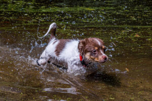 Vriend! in Meer en bos 2