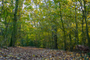 014-2020-11-09 Vriend! Meer en Bos
