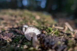016-2020-11-09 Vriend! Meer en Bos