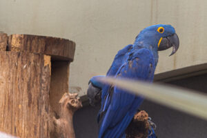 017-2020-09-29 Artis