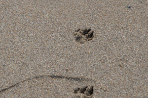 018-2020-09-27 Strand