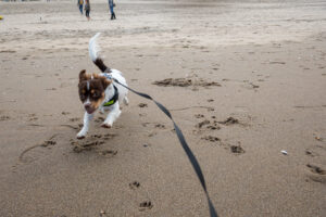 019-2020-09-27 Strand