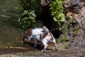 Vriend! in Meer en bos 2