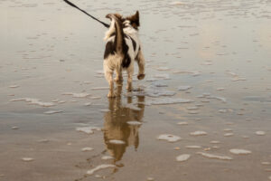 022-2020-09-27 Strand