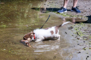 Vriend! in Meer en bos 2