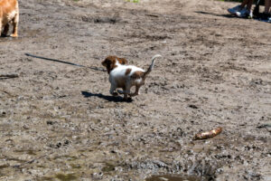Vriend! in Meer en bos 2