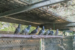 024-2020-10-23 Vogelopvang