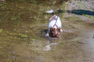 Vriend! in Meer en bos 2