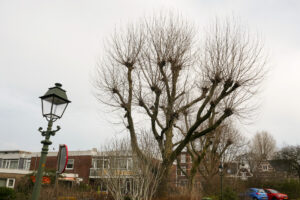 025-2020-12-29 Buiten in Loosduinen