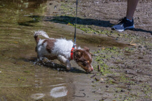 Vriend! in Meer en bos 2