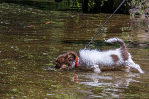 Vriend! in Meer en bos 2