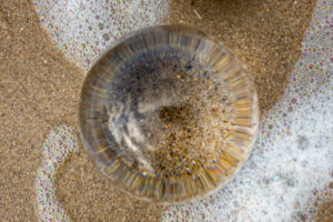 027-2020-09-27 Strand
