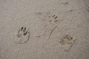 034-2020-09-27 Strand