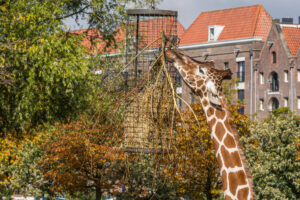 035-2020-09-29 Artis