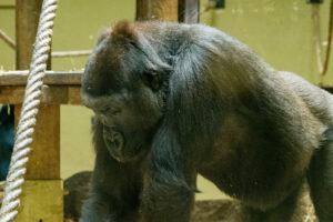 044-2020-09-29 Artis