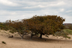 045-2020-09-27 Strand