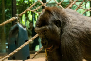 045-2020-09-29 Artis