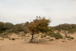 046-2020-09-27 Strand