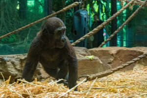 046-2020-09-29 Artis