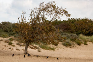 047-2020-09-27 Strand