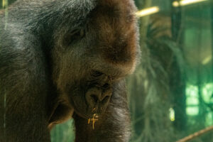 047-2020-09-29 Artis
