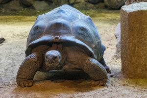 049-2020-09-29 Artis