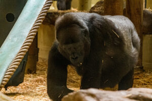051-2020-09-29 Artis