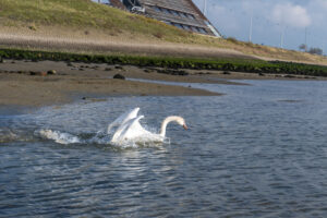 059-2020-10-23 Vogelopvang