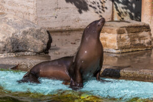 062-2020-09-29 Artis