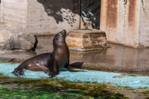 063-2020-09-29 Artis