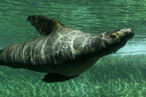 069-2020-09-29 Artis