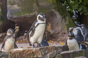 075-2020-09-29 Artis