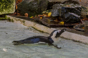 078-2020-09-29 Artis