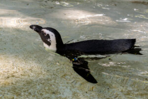 079-2020-09-29 Artis