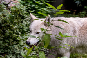 084-2020-09-29 Artis