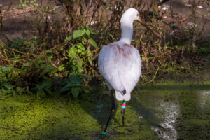 099-2020-09-29 Artis