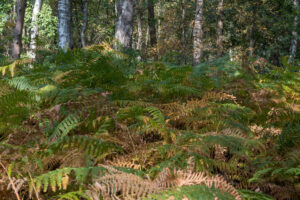 106-2020-09-23 Centerparcs De Peel