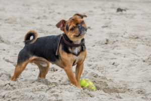 001-2018-03-31 Puppy shoot op de Zandmotor