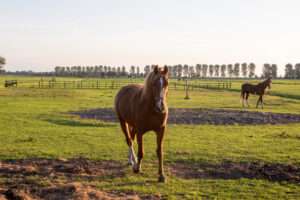 001-2019-09-13 Camping Paard en Sterren