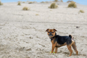 002-2018-03-31 Puppy shoot op de Zandmotor
