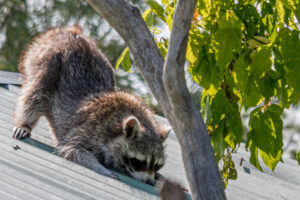 002-2019-06-01 Blijdorp zoo