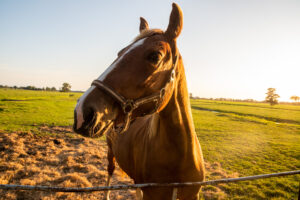 002-2019-09-13 Camping Paard en Sterren