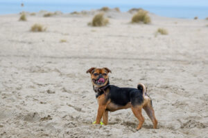 003-2018-03-31 Puppy shoot op de Zandmotor