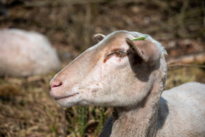 003-2019-05-28 Jaegershof