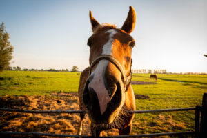 003-2019-09-13 Camping Paard en Sterren